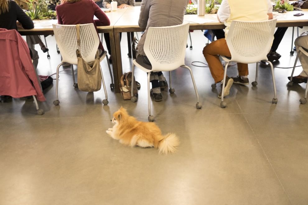 Una giornata da cani in ufficio