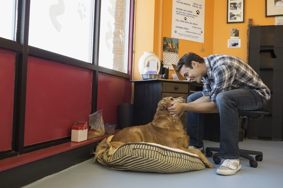 Una giornata da cani in ufficio