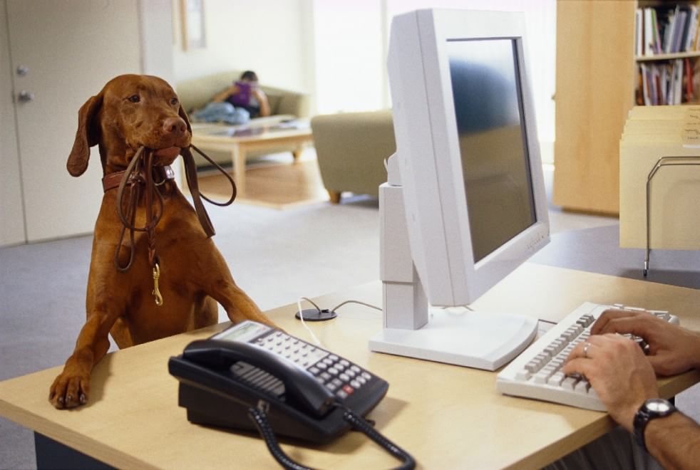 Una giornata da cani in ufficio