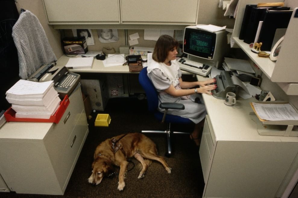 Una giornata da cani in ufficio