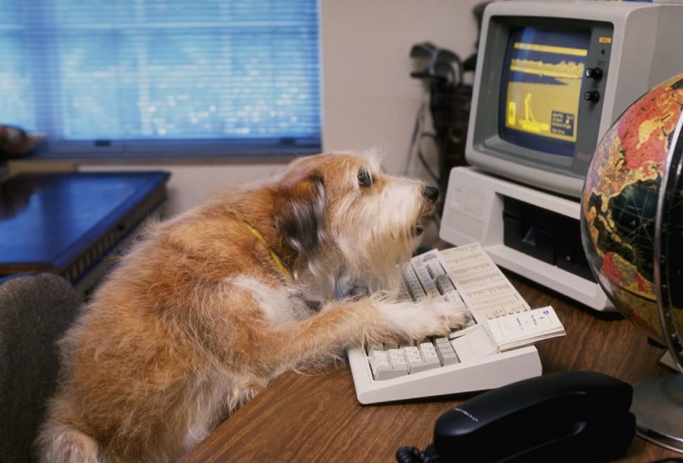 Una giornata da cani in ufficio