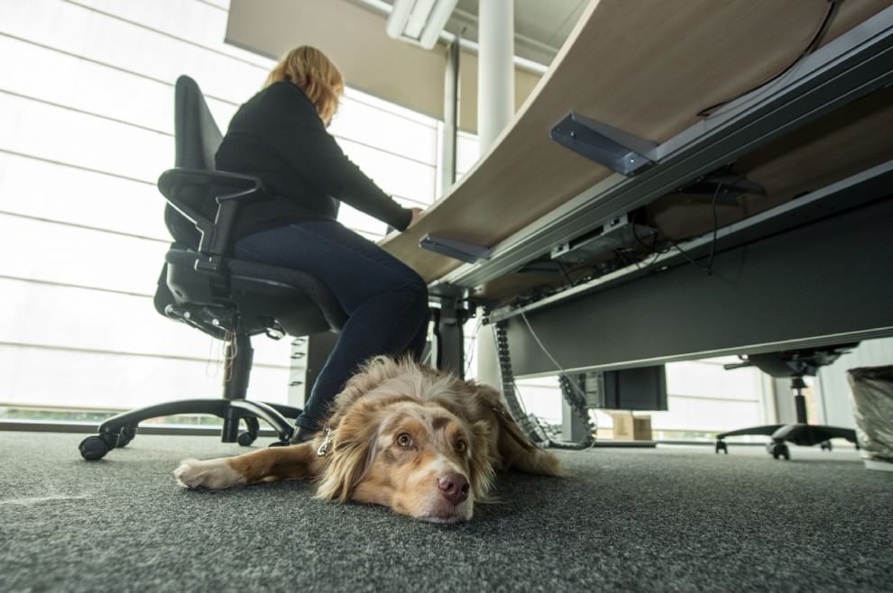 Una giornata da cani in ufficio