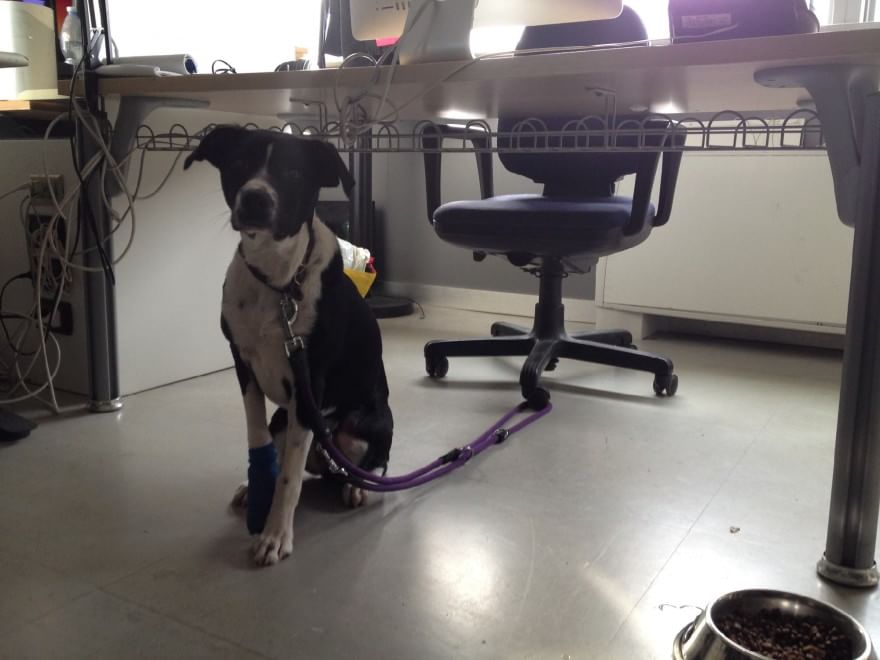 Una giornata da cani in ufficio