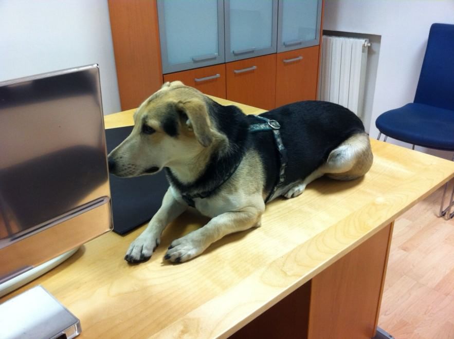 Una giornata da cani in ufficio