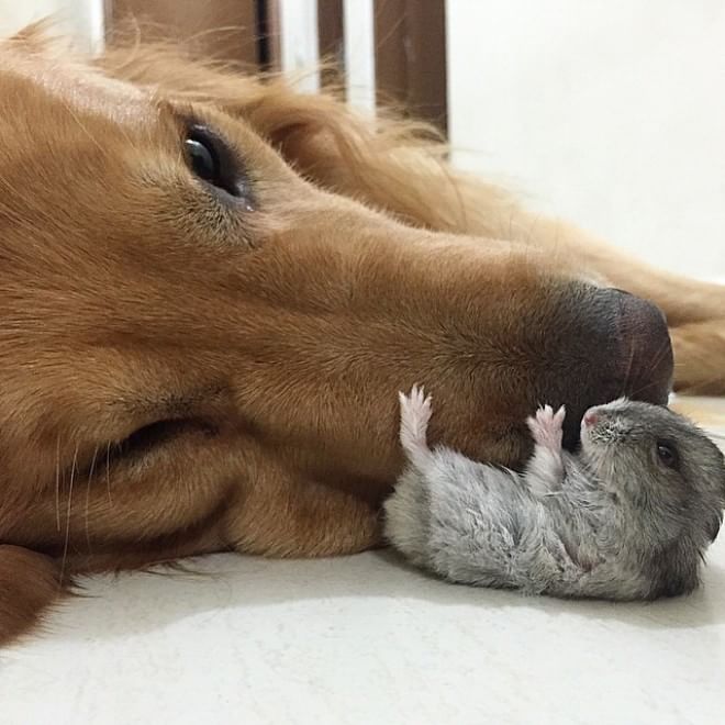 Bob, il golden retriever sedotto da un criceto e otto pappagallini