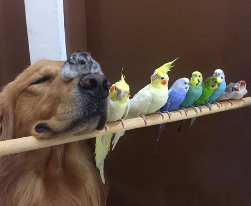 Bob, il golden retriever sedotto da un criceto e otto pappagallini