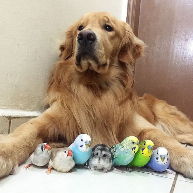 Bob, il golden retriever sedotto da un criceto e otto pappagallini