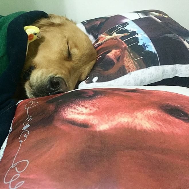 Bob, il golden retriever sedotto da un criceto e otto pappagallini