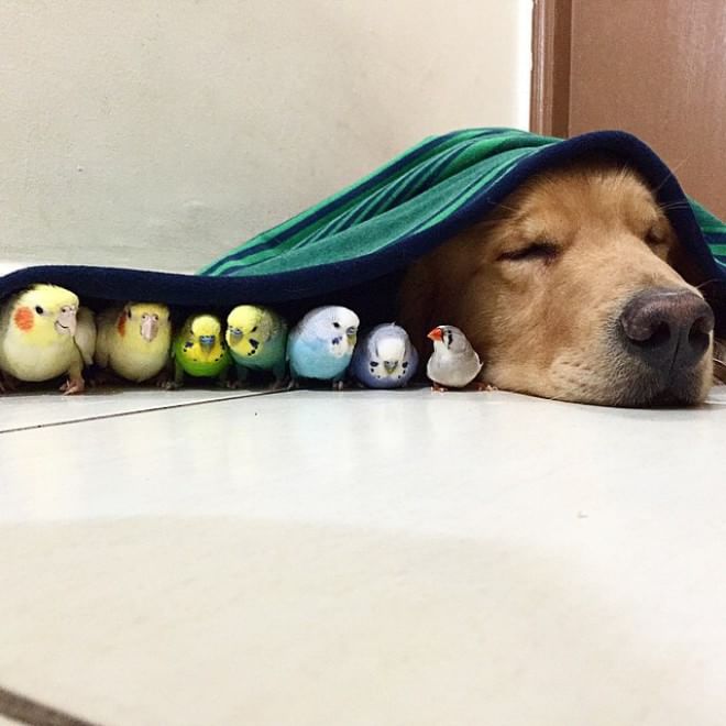 Bob, il golden retriever sedotto da un criceto e otto pappagallini
