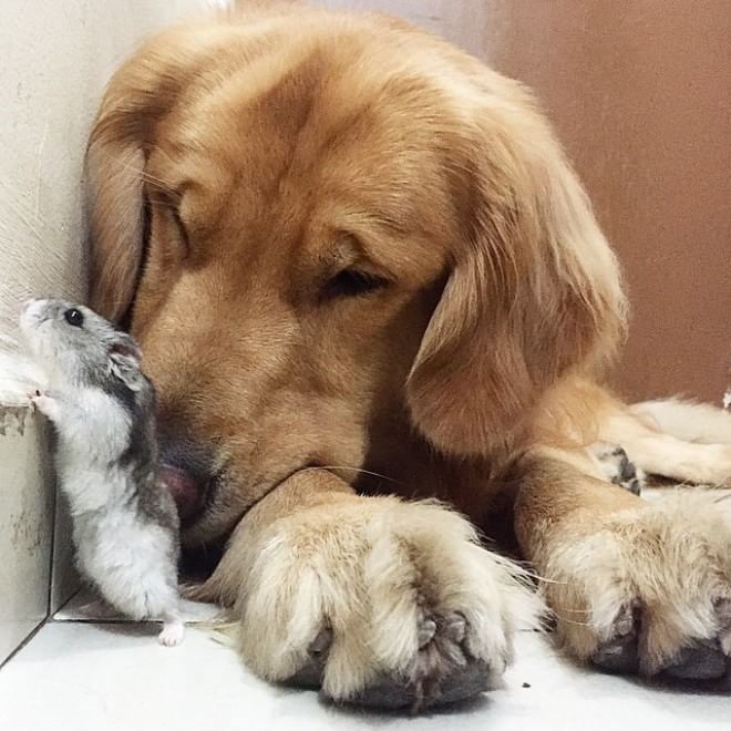 Bob, il golden retriever sedotto da un criceto e otto pappagallini