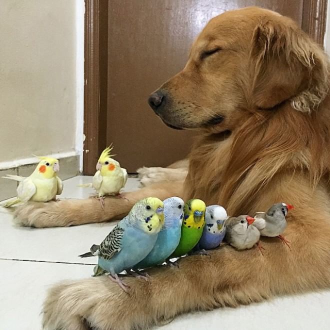 Bob, il golden retriever sedotto da un criceto e otto pappagallini
