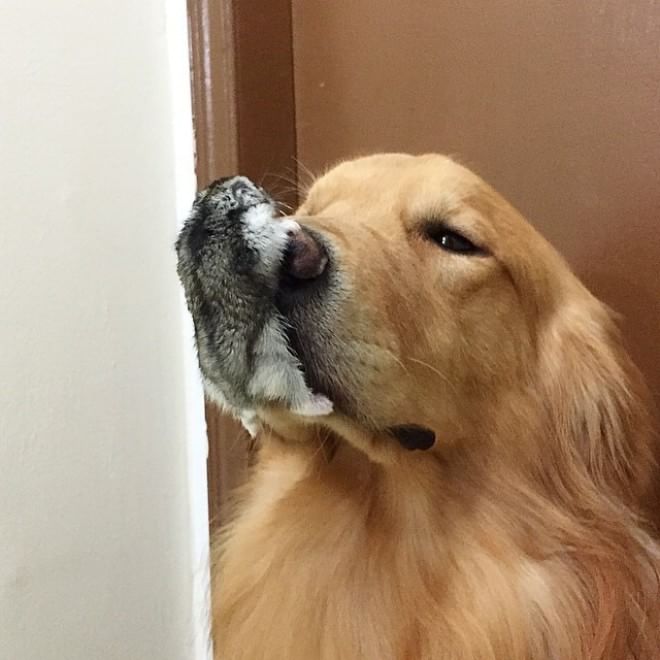 Bob, il golden retriever sedotto da un criceto e otto pappagallini