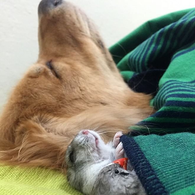 Bob, il golden retriever sedotto da un criceto e otto pappagallini