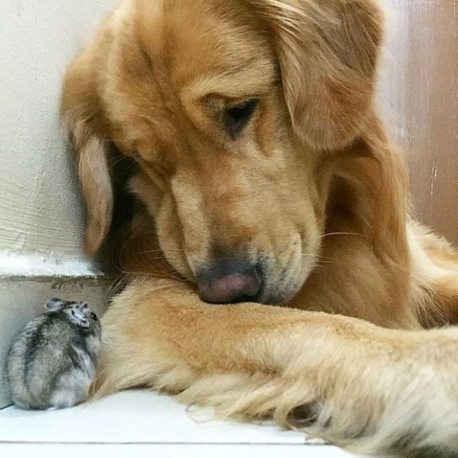 Bob, il golden retriever sedotto da un criceto e otto pappagallini