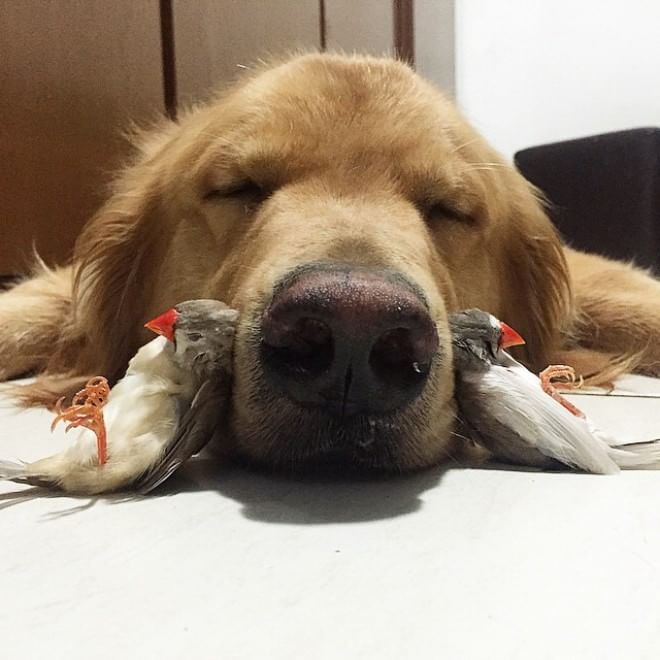Bob, il golden retriever sedotto da un criceto e otto pappagallini