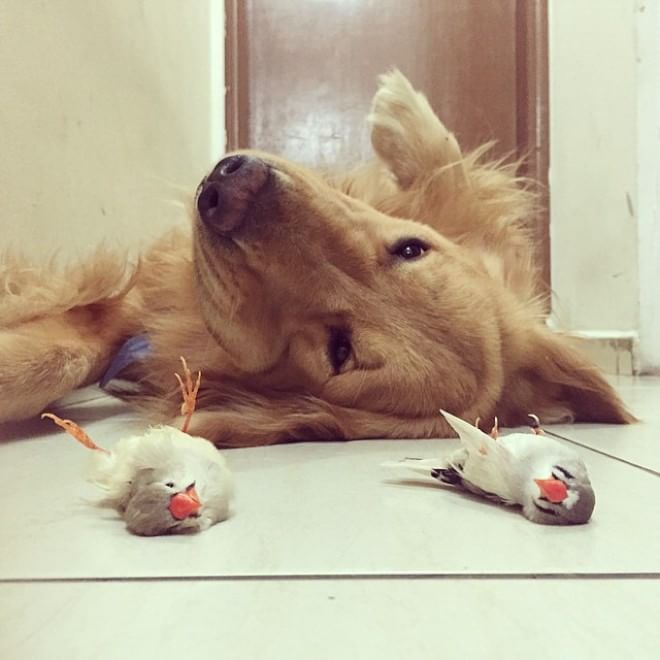 Bob, il golden retriever sedotto da un criceto e otto pappagallini