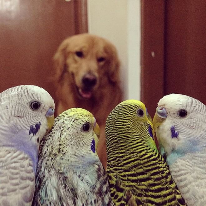 Bob, il golden retriever sedotto da un criceto e otto pappagallini