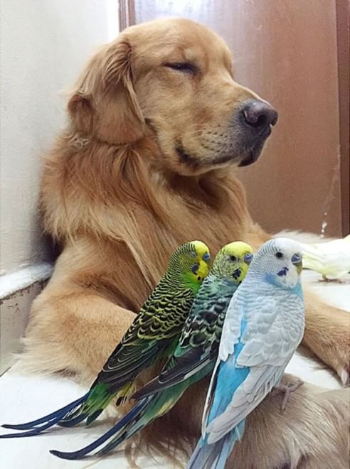 Bob, il golden retriever sedotto da un criceto e otto pappagallini