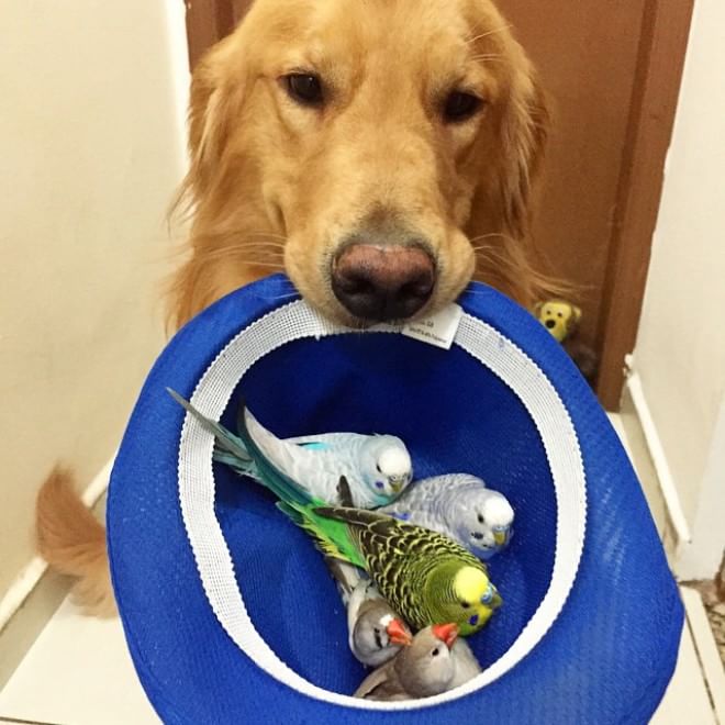 Bob, il golden retriever sedotto da un criceto e otto pappagallini