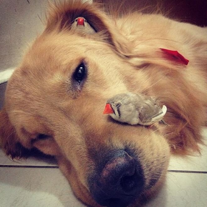 Bob, il golden retriever sedotto da un criceto e otto pappagallini