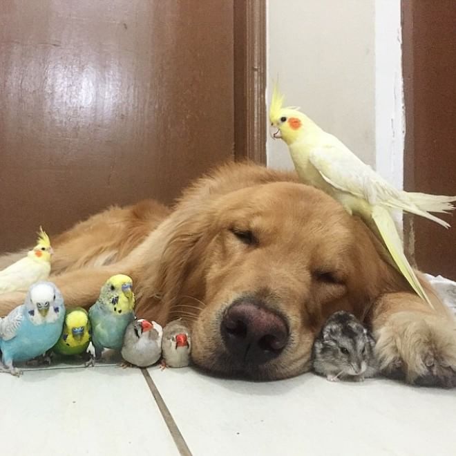 Bob, il golden retriever sedotto da un criceto e otto pappagallini