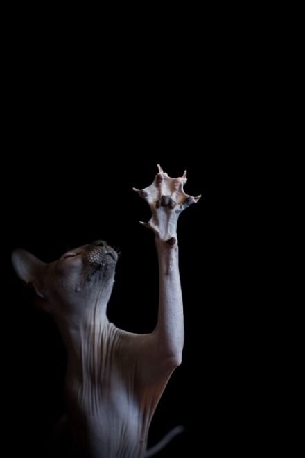 Sphynx, la bellezza è nuda: il gatto si mostra com'è