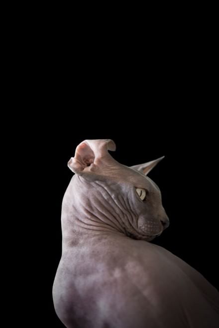 Sphynx, la bellezza è nuda: il gatto si mostra com'è