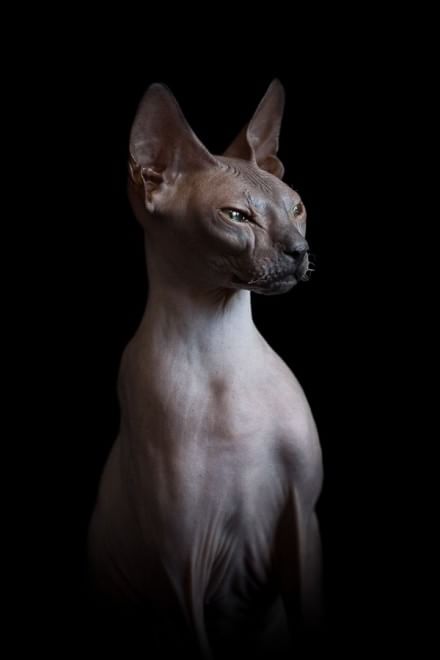 Sphynx, la bellezza è nuda: il gatto si mostra com'è