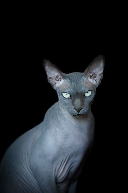 Sphynx, la bellezza è nuda: il gatto si mostra com'è