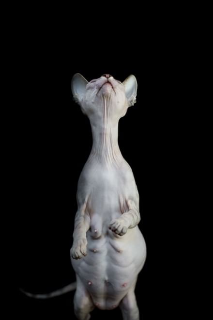 Sphynx, la bellezza è nuda: il gatto si mostra com'è