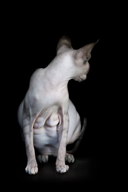 Sphynx, la bellezza è nuda: il gatto si mostra com'è
