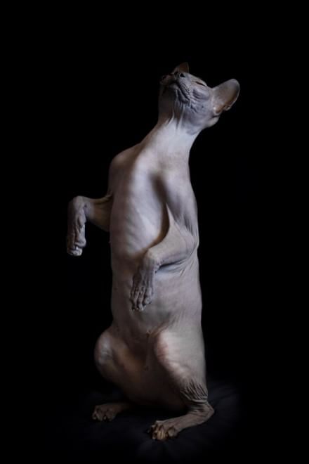 Sphynx, la bellezza è nuda: il gatto si mostra com'è