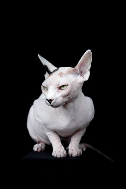 Sphynx, la bellezza è nuda: il gatto si mostra com'è