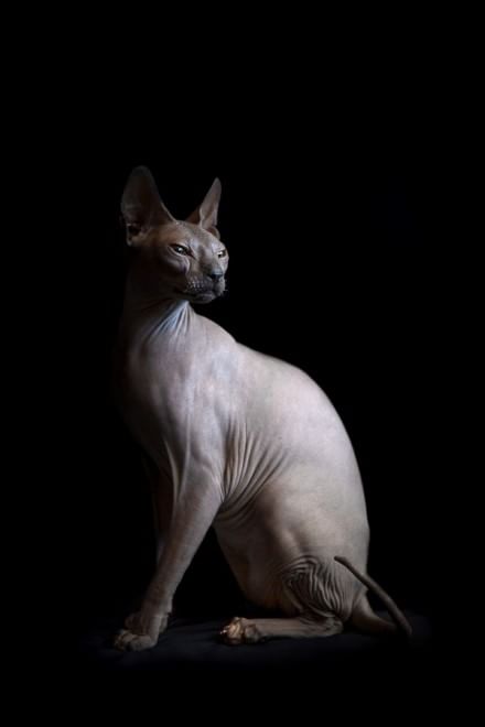 Sphynx, la bellezza è nuda: il gatto si mostra com'è