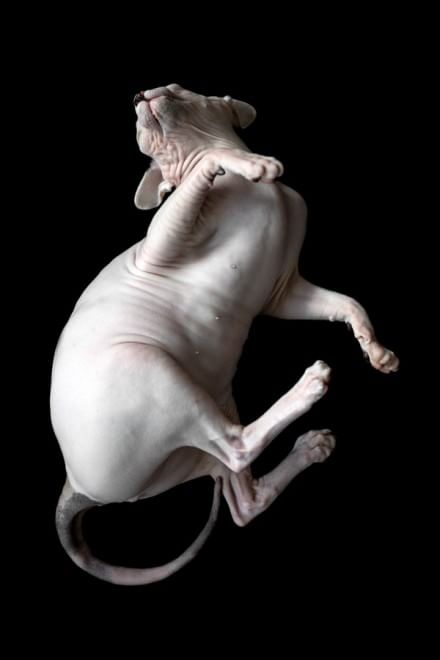 Sphynx, la bellezza è nuda: il gatto si mostra com'è