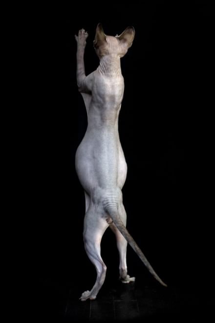 Sphynx, la bellezza è nuda: il gatto si mostra com'è