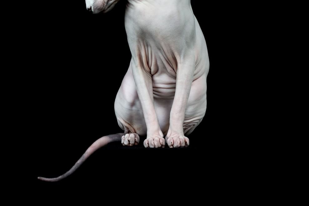 Sphynx, la bellezza è nuda: il gatto si mostra com'è