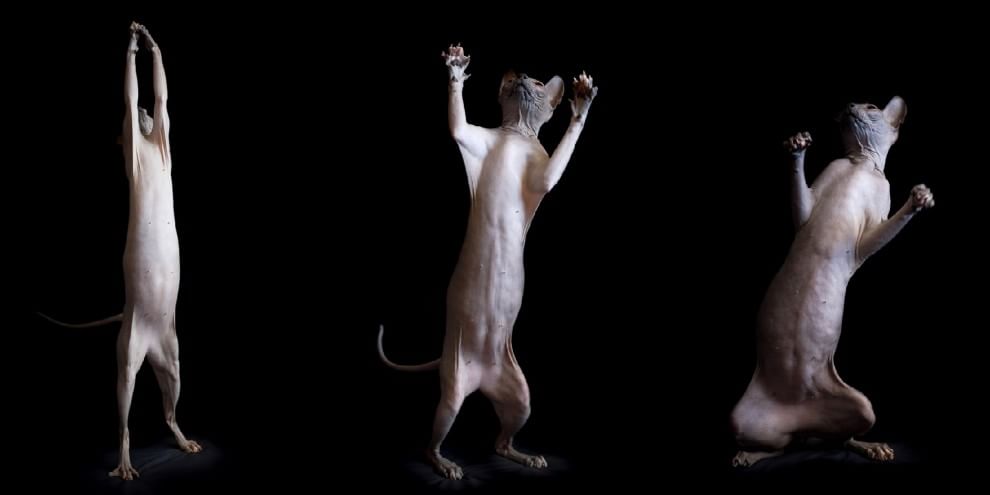 Sphynx, la bellezza è nuda: il gatto si mostra com'è