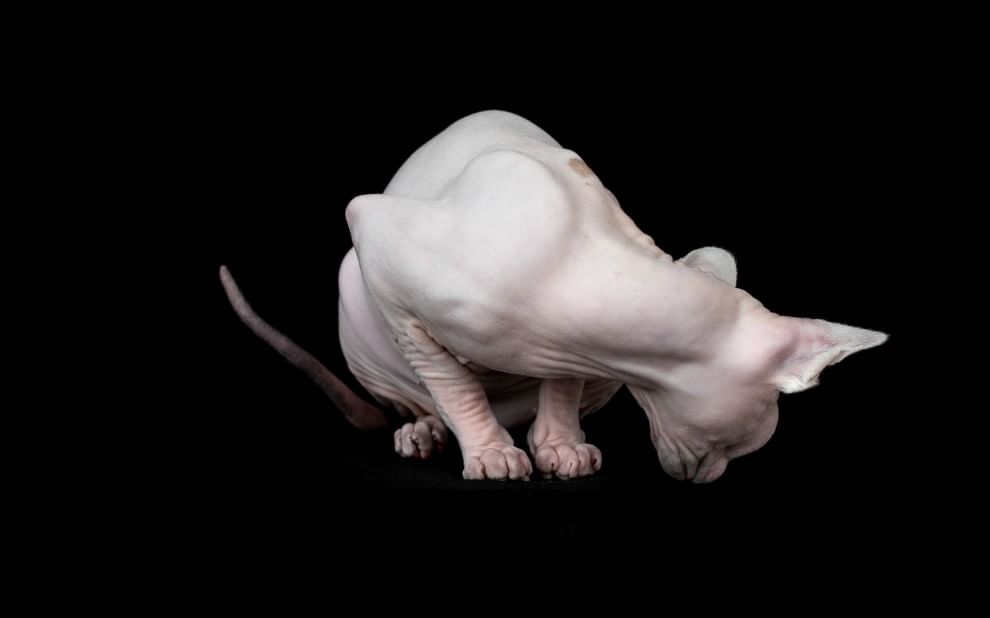 Sphynx, la bellezza è nuda: il gatto si mostra com'è