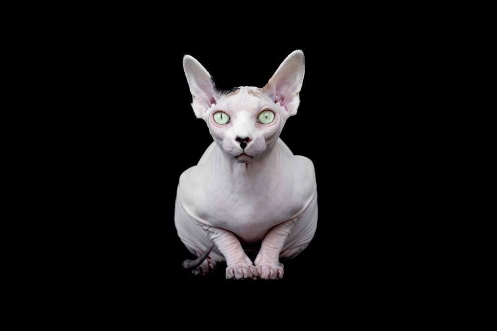 Sphynx, la bellezza è nuda: il gatto si mostra com'è