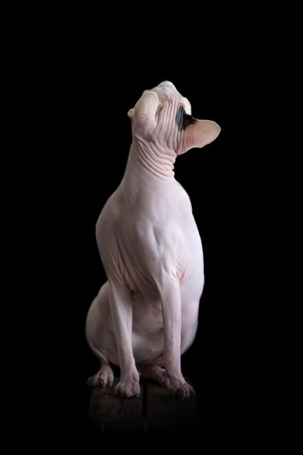 Sphynx, la bellezza è nuda: il gatto si mostra com'è
