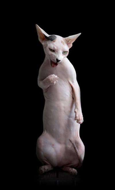 Sphynx, la bellezza è nuda: il gatto si mostra com'è