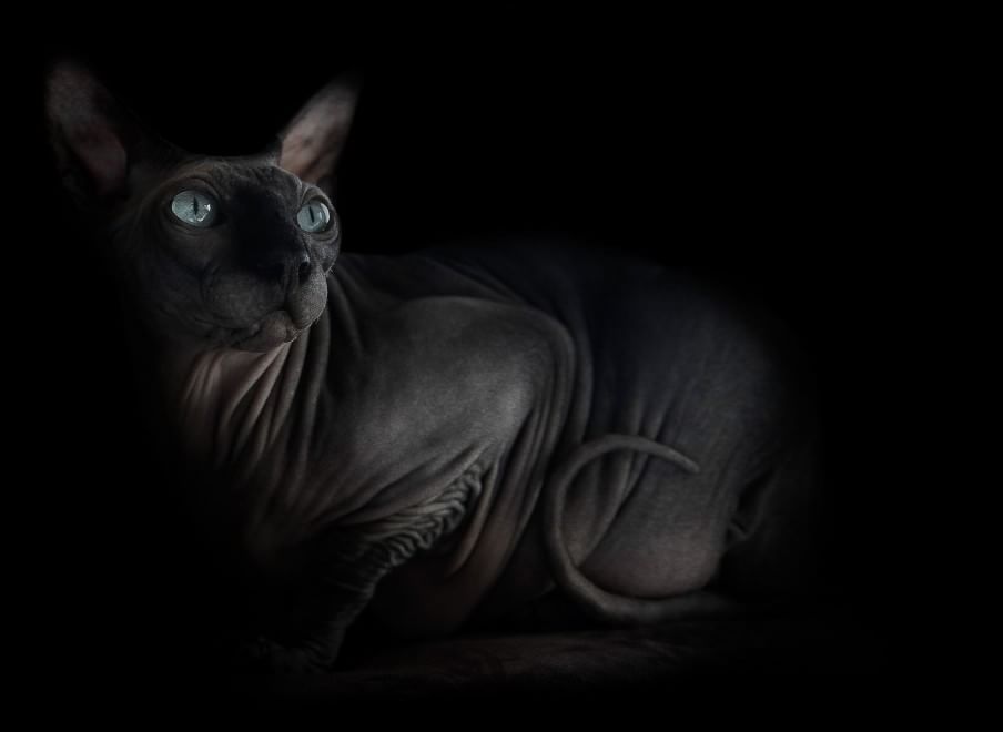 Sphynx, la bellezza è nuda: il gatto si mostra com'è
