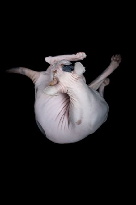 Sphynx, la bellezza è nuda: il gatto si mostra com'è