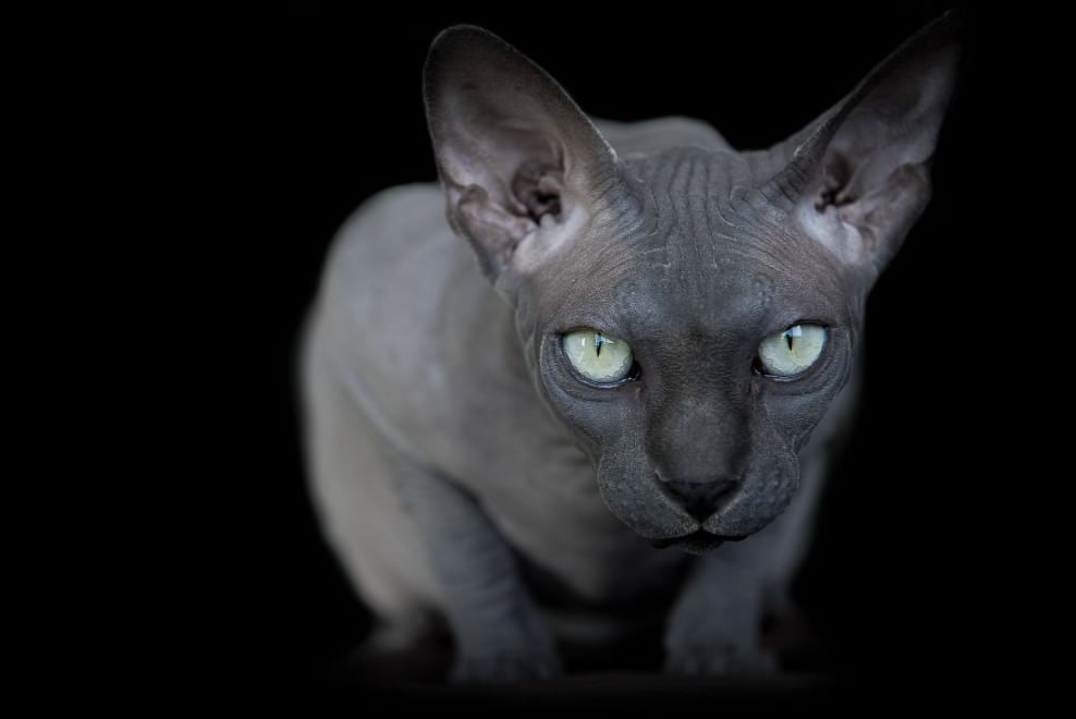 Sphynx, la bellezza è nuda: il gatto si mostra com'è