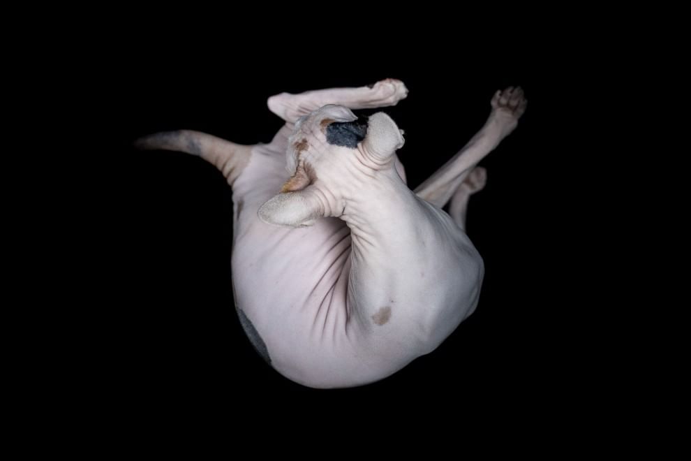 Sphynx, la bellezza è nuda: il gatto si mostra com'è