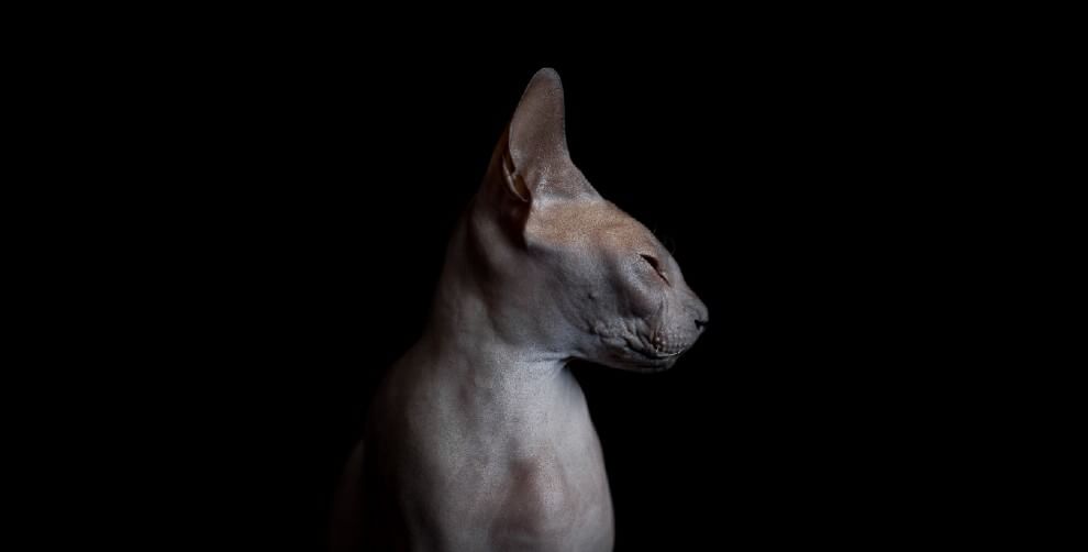 Sphynx, la bellezza è nuda: il gatto si mostra com'è