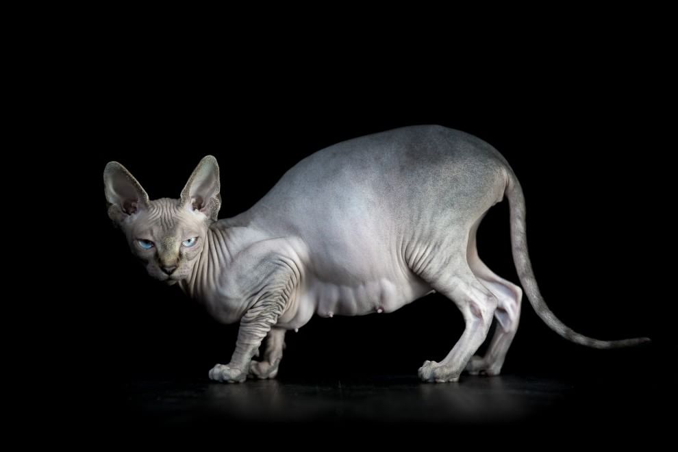 Sphynx, la bellezza è nuda: il gatto si mostra com'è
