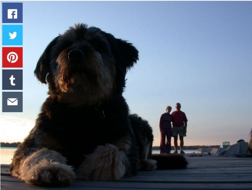 Questione di prospettiva: una vita da cani giganti