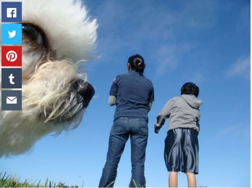 Questione di prospettiva: una vita da cani giganti